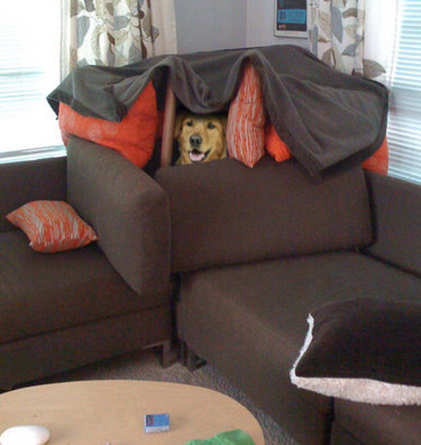 Dog Fort Know Your Meme