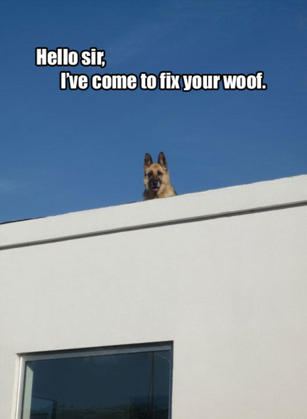 Roof Dog | Know Your Meme