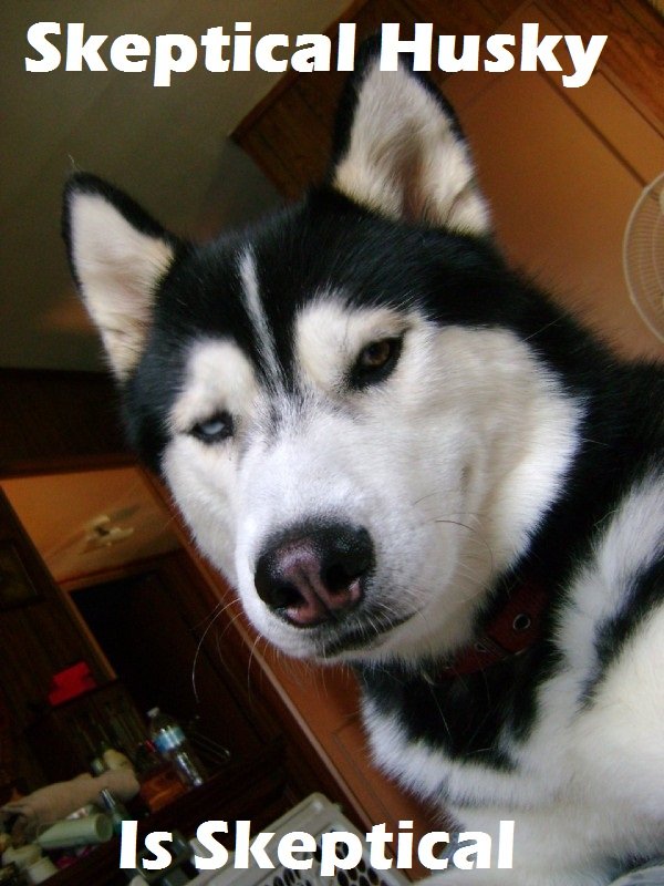 Skeptical Husky  Know Your Meme