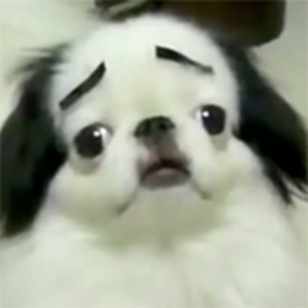 with eyebrows dogs with eyebrows your meme with eyebrows dogs with eyebrows your meme