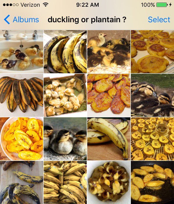 Puppy or Bagel Know Your Meme