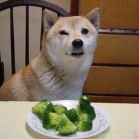 Broccoli Dog