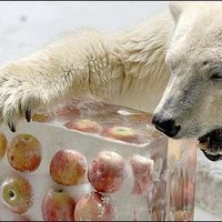 Apples Bear