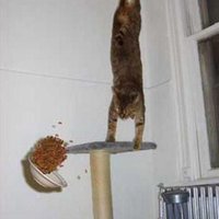 Gravity Cat