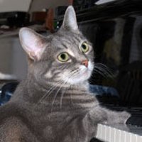 Nora the Cat