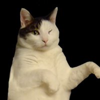 Kitty Cat Dance