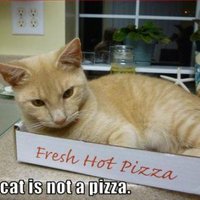 Average Cats