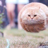 Bullet Cat