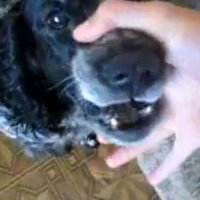 The Beat Boxing Dog (Abwabwabwa Dog)