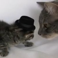 Kitten Wearing a Tiny Hat