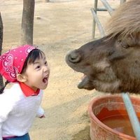 Girl Yelling at Yak