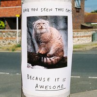 IRL Troll Posters