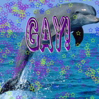 Super Gay Dolphin