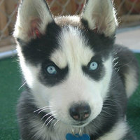 Insanity Puppy