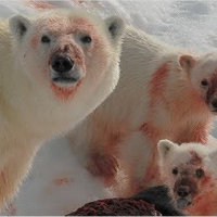 Bad News Bears