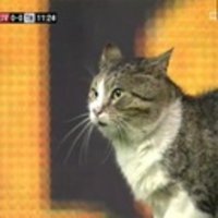 Anfield Cat