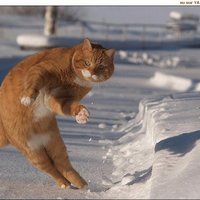 Dodge Cat