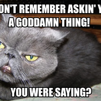 Samuel L. Jackson Cat