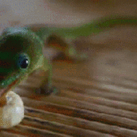 Geckosandcheerios