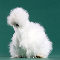 Peyton's Fluffy Chicken