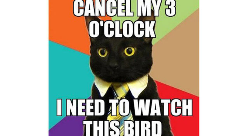 Cat Humor #5