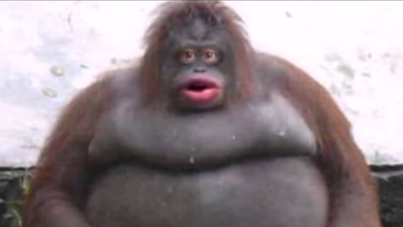 le monke know your meme le_monke le monke know your meme
