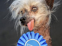 Dogcontest