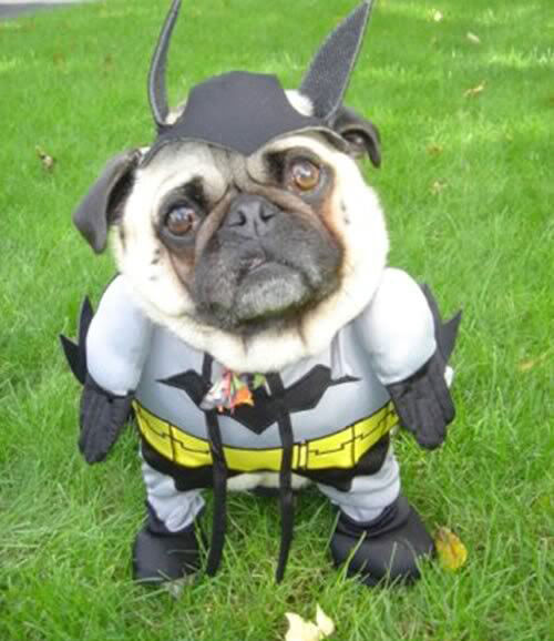 pug says batman pug says batman your meme pug says batman pug says batman your meme