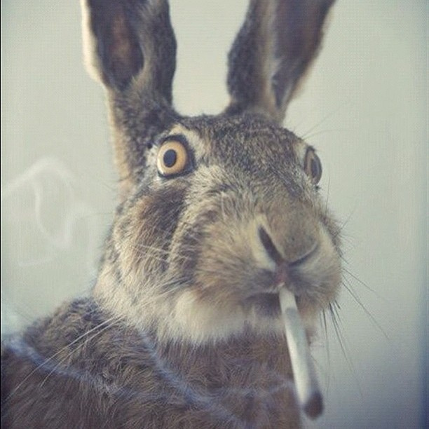 easter 4 20 know your meme easterbunny420 easter 4 20 know your meme,Happy Birthday Easter Meme