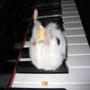 Hamster on a Piano Hamster on a Piano