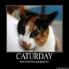 Caturday