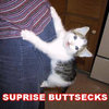 Surprise Buttsecks Surprise Buttsecks