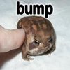 Bump