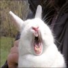 Bunnyfaic Bunnyfaic