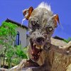 Sam the World's Ugliest Dog