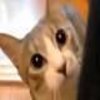 ninja cat comes closer while not moving ninja cat comes closer while not moving