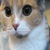 Peter the Cat (The King of /b/) Peter the Cat (The King of /b/)
