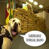 Dorgas Dorgas