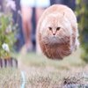 Bullet Cat Bullet Cat