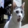 OMG Cat OMG Cat