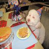 Birthday Dog Birthday Dog