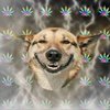 Stoner Dog Stoner Dog