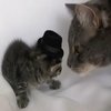 Kitten Wearing a Tiny Hat Kitten Wearing a Tiny Hat
