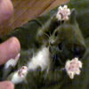 Surprised Kitty Surprised Kitty