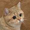 Starecat / Grafics Cat Starecat / Grafics Cat