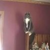 Some Guy Yells At Cats (I Am Going To Rape You!)