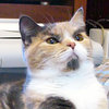 Lenin Cat Lenin Cat