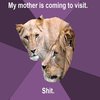 Unhappily Married Lions Unhappily Married Lions