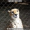enlightened cheetah