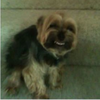 My Faggot Dog My Faggot Dog